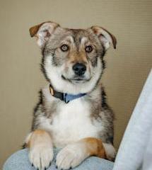 Манка Щенятник